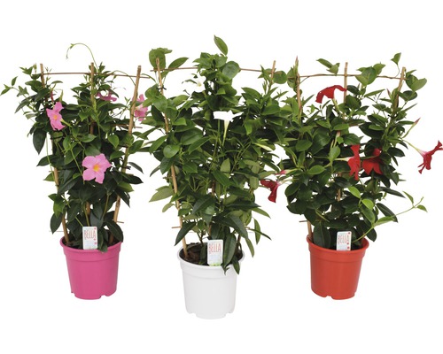 Trois dipladénias en pot avec support grimpant et fleurs de différentes couleurs