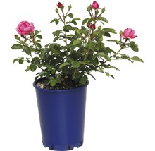Rose en pot avec des feuilles vertes et des fleurs roses