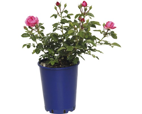 Rosier Nostalgie, rosier couvre-sol FloraSelf Nostalgie® 40-60 cm blanc crème-rouge Rose en pot avec des feuilles vertes et des fleurs roses