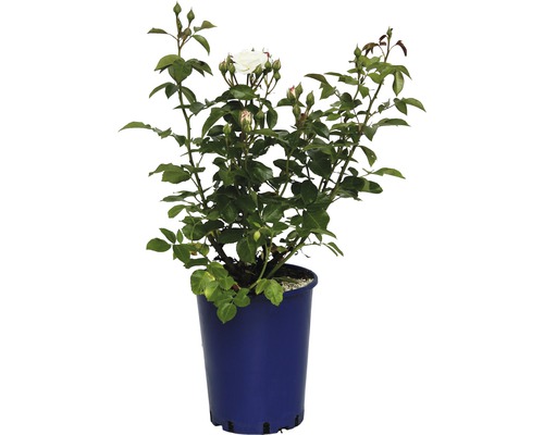 Rosier Nostalgie, rosier couvre-sol FloraSelf Alabaster'® 40-60 cm blanc crème Rose en pot