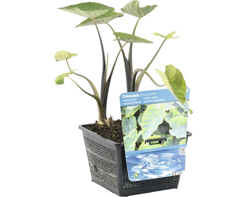 Colocasia esculenta Wasserpflanze im Topf