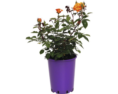 Rosier ADR, rosier couvre-sol FloraSelf Westzeit® 40-60 cm jaune-orange