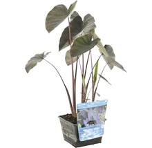 Schwarz Colocasie Colocasia rubra 'Black Magic' H 10-60 cm Co 3 L-thumb-0