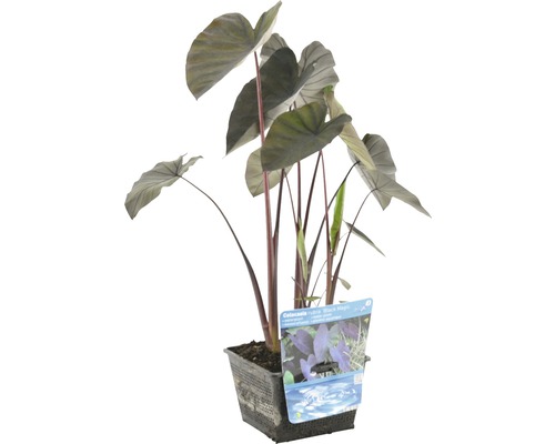 Schwarz Colocasie Colocasia rubra 'Black Magic' H 10-60 cm Co 3 L-0