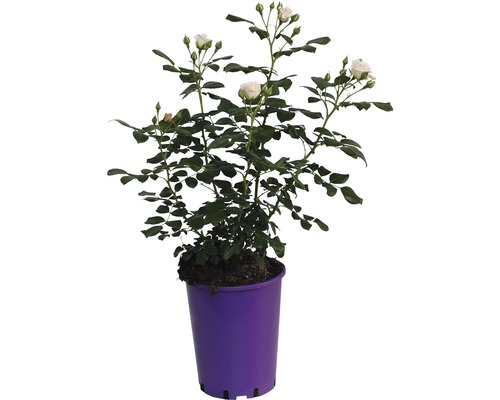 ADR Rose, Beetrose FloraSelf Sirius® 40-60 cm creme-weiss