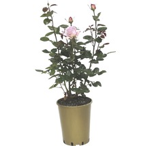 Rose en pot