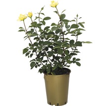 Rose jaune en pot