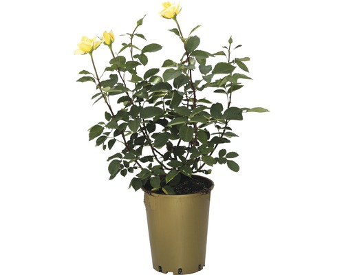 Rose jaune en pot