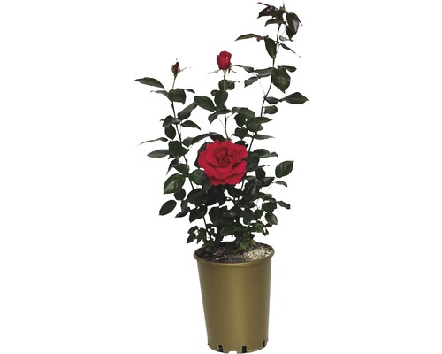 Rose rouge en pot pour l''intérieur