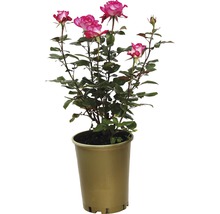 Rosier en pot avec fleurs roses