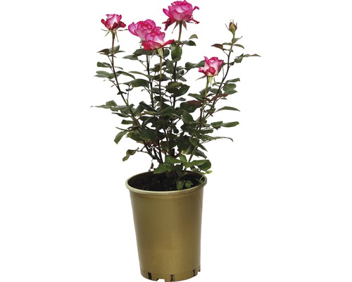 Rosier en pot avec fleurs roses