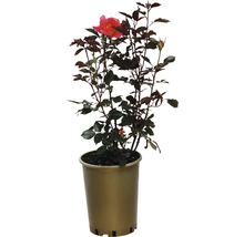 Rose en pot