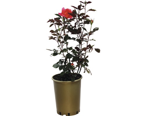 Rose en pot