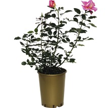 Rose en pot