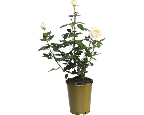 Rosier odorant, rosier de culture FloraSelf Anastasia® 40-60 cm blanc