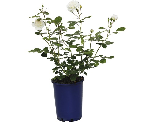 Rosier Nostalgie, rosier couvre-sol FloraSelf Ledreborg Castle® 40-60 cm blanc pur