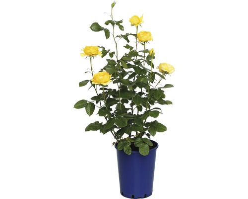 Rosier Nostalgie, rosier de parterre FloraSelf Marselisborg™Castle® 40-60 cm jaune Rose jaune en pot bleu