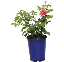 Rose en pot
