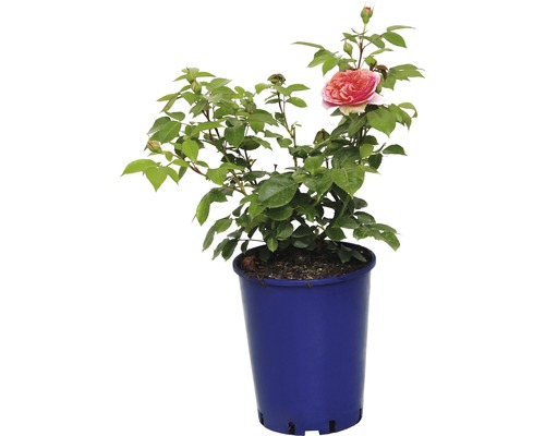 Rosier Nostalgie, rosier de culture FloraSelf Chippendale® 40-60 cm orange Rose en pot