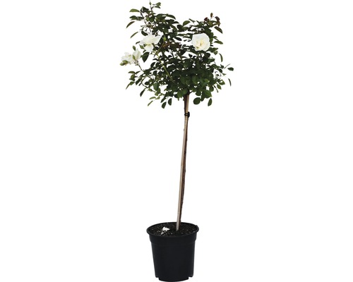 Rosenstämmchen in einem Topf mit weißen Blüten