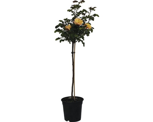 Rosenstamm im Topf mit gelben Rosenblüten