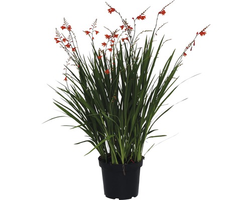 Montbretie-Pflanze im Topf mit grünen Blättern und roten Blüten