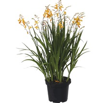 Crocosmia Pflanze im Topf