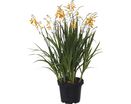 Crocosmia Pflanze im Topf