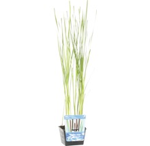 Plante de bassin en pot avec des feuilles vertes