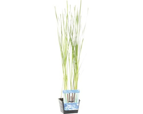 Massette à feuilles étroites FloraSelf Typha angustifolia H 10-30 cm Co 3 L Massette à feuilles étroites FloraSelf Typha angustifolia H 10-30 cm Co 3 L