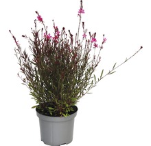 Gaura lindheimeri en pot