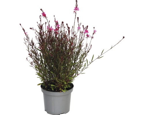 Gaura lindheimeri en pot