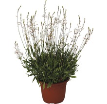 Pied de Gaura dans un pot