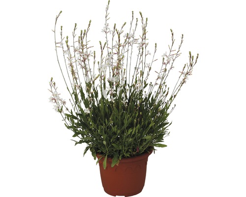 Pied de Gaura dans un pot