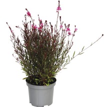 Gaura Lindheimeri dans un pot