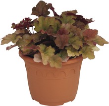 Heuchera-Pflanze in Terrakotta-Topf
