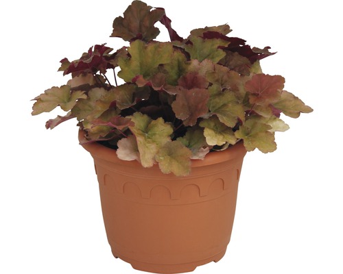 Heuchera-Pflanze in Terrakotta-Topf