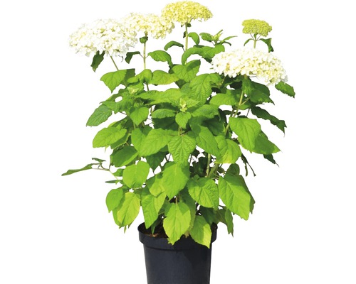 Hortensia arborescent 'Annabelle'e FloraSelf Hydrangea arborescens 'Annabelle' h 50-60 cm Co 5 l