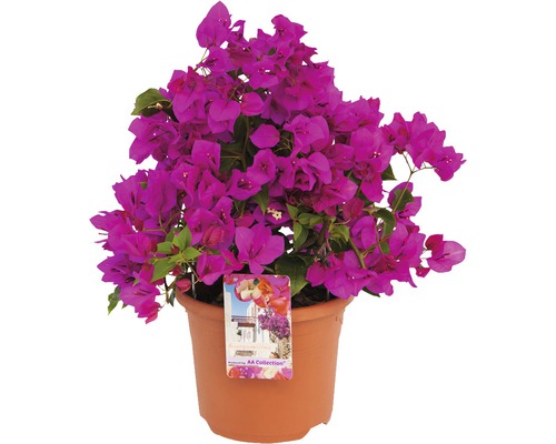 Bougainvillea FloraSelf® Bougainvillea Glabra sandriana 'Renate' Ø 19 H 15-18 cm