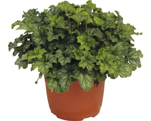 Heuchera Pflanze in einem Topf