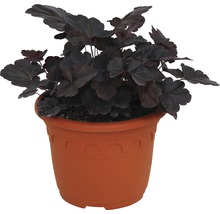 Purpurglöckchen Pflanze im Topf