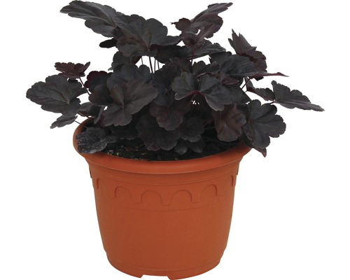 Purpurglöckchen Pflanze im Topf