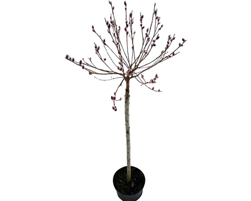 Saule marsault Salix gracilistyla 'Mount Aso' ha 80cm Co 5L