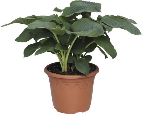 Funkie Pflanze im Topf