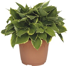 Funkie Pflanze in einem Topf