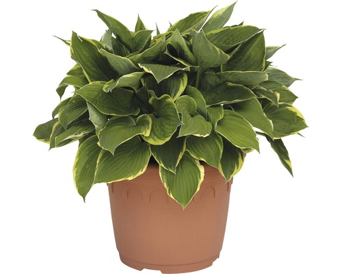 Funkie Pflanze in einem Topf