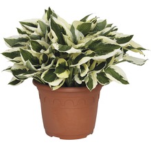 Funkie-Pflanze im Topf