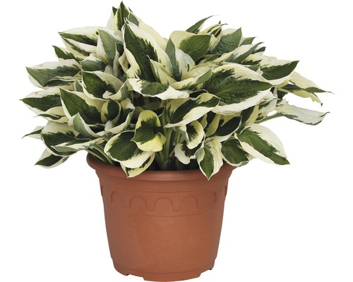 Funkie-Pflanze im Topf