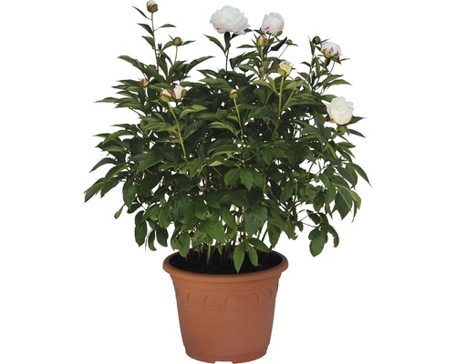 Pfingstrose im Topf mit weißen Blüten und grünen Blättern.