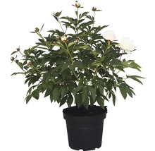 Pfingstrose in einem schwarzen Topf